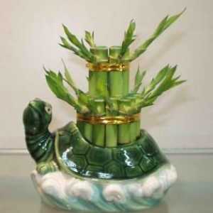Bamboo v učenia Feng Shui