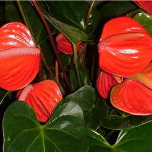 Čo to robí Anthurium z hľadiska feng shui?