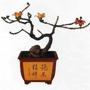 Bonsai strom v učenia Feng Shui