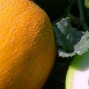 Melón na mieste krajiny
