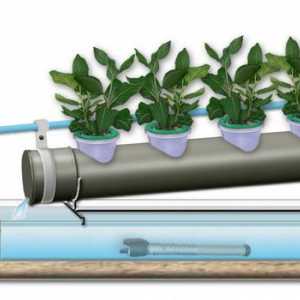 Ako pestovať čerstvé bylinky pomocou Hydroponics zariadenia doma