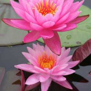 Lotus Feng Shui: Harmony of Nature