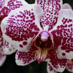 Orchidea feng shui: Zdravie a bohatstvo