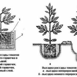 Detailný technológie pestovania paradajok v záhrade