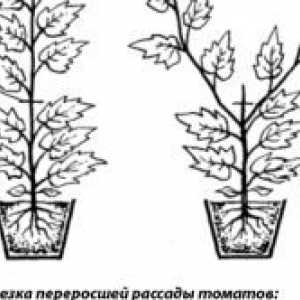 Výsadba a pestovanie paradajok v skleníku: užitočných tipov