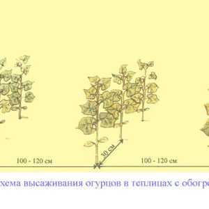 Посев огурцов схема