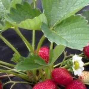 Aplikácia agrovoloknom pri pestovaní jahôd a uhoriek