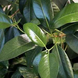 Rastliny a Feng Shui: Ficus Benjamin