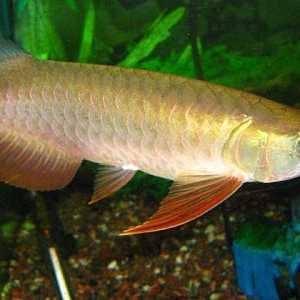 Arowana ryby v Feng Shui