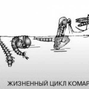 Metódy ochrany proti komárom suteréne