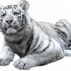 Tiger maskot Feng Shui
