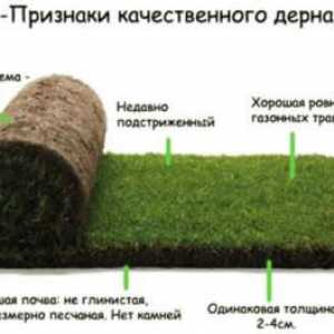 Turf Tech Gadgets