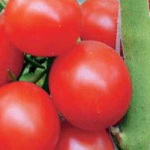 Cherry paradajky: tajomstvo rastie a veľký plodín