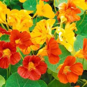 Všetky tajomstvá rastúce nasturtium