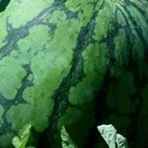 Rastúce melón v letných podmienkach
