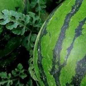 Rastúce melón v skleníku