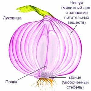 Pestovania cibule
