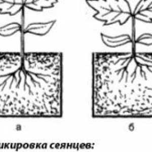 Pestovanie paradajok v prírode