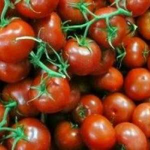 Rastúce vysokej cherry paradajkami
